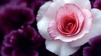 Pink and white rose bloom with layered petals in sharp focus against soft purple blurred background, suitable for floral designs and botanical artwork.