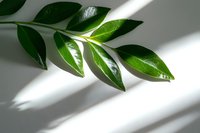 Fresh green leaves on white background with natural window light and shadows creating minimalist composition for wellness and spa designs.