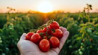 Fresh cherry tomatoes in hand at sunset over organic farm field with golden light creating warm agricultural harvest scene for healthy eating concepts.