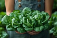 Farmer in denim overalls holding fresh green lettuce heads in hands outdoors, organic produce harvest for agriculture and farming concepts.