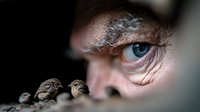 Close-up macro shot of blue eye watching small sparrow birds through blurred foreground, creating mysterious atmospheric composition with selective focus and depth of field.