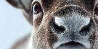 Close-up portrait of brown cow nose and eyes showing detailed texture of fur and nostrils for agricultural and farm animal photography.