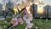 Pink cherry blossom flowers blooming on branch with green leaves against blurred urban cityscape background at golden hour sunset for spring nature design.