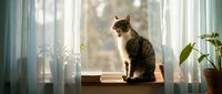 Tabby and white cat sitting on windowsill with sheer curtains, potted plant visible, natural sunlight streaming through window, domestic pet relaxation scene.