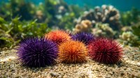 Colorful sea urchins with spiny shells resting on sandy ocean floor among coral reef formations in tropical underwater marine environment.