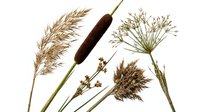 Dried wild plants and grasses collection isolated on white background. Natural botanical specimens including cattail, seed heads and stems for herbarium study.
