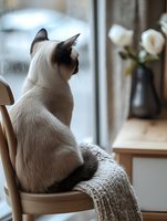Siamese cat sitting on wooden chair with knit blanket, looking out window in cozy home interior with white roses in vase on table, creating peaceful atmosphere.