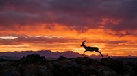 Silhouette of deer leaping across rocky terrain against dramatic orange and purple sunset sky over mountain landscape for wildlife and nature themes.
