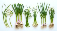 Allium vegetables with roots and bulbs arranged on white background, including garlic, scallions, and spring onions for culinary and agricultural design use.