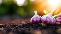 Fresh organic garlic bulbs on dark fertile soil with natural bokeh background and sunlight, agricultural harvest concept for healthy cooking and gardening.
