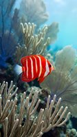 Red and white striped tropical fish swimming among branching corals in clear blue ocean water. Suitable for marine life, aquarium, and underwater nature content.