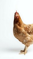 Brown hen chicken isolated on white background for farm poultry design projects and agricultural marketing materials.