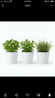 Three potted herb plants including basil, mint, and thyme in white ceramic containers isolated on white background, ready for culinary and gardening design projects.