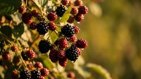 Fresh ripe blackberries hanging on thorny bush branch with green leaves in natural outdoor garden setting during harvest season.