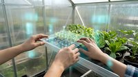 Smart agriculture technology with hands holding transparent digital tablet displaying data analytics over green seedlings in modern greenhouse environment.