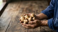 Farmer holding freshly harvested potatoes in hands over wooden surface, agricultural produce and farming concept for harvest, gardening, and food production.