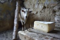 Fresh piece of artisanal goat cheese on rustic stone shelf with curious white goat in blurred background of traditional farm cellar. Authentic food photography.
