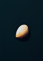 Single white seashell on dark background with dramatic lighting and shadow creating minimalist composition for artistic and decorative purposes.