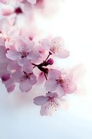 Delicate pink cherry blossoms against soft white background, with gentle bokeh effect creating dreamy spring atmosphere. Macro view shows subtle flower details.