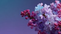 Purple lilac flowers blooming on branch against blue sky background in spring garden nature scene for seasonal decoration and botanical design.
