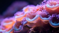 Vibrant coral polyps in pink and blue colors glowing against dark background, macro underwater photography showing delicate marine life details and textures.