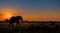Elephant walking across savanna grassland at sunset with golden sky and silhouetted acacia trees, wildlife photography for nature and travel content.