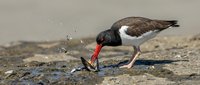 American oystercatcher bird feeding on shellfish at sandy beach shore, wading bird with distinctive orange beak hunting for food in shallow water.