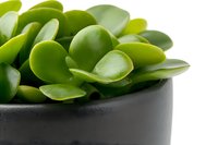 Fresh jade plant leaves in black ceramic pot against white background, macro view showing glossy green succulent foliage detail for modern home decor and gardening concepts.