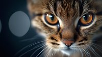Close up portrait of tabby cat face with intense amber eyes and detailed whiskers against dark background with bokeh lights, dramatic pet photography.