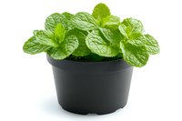 Fresh mint plant with bright green leaves growing in black plastic pot, isolated on white background for gardening and culinary concepts.