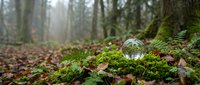 Crystal sphere resting on vibrant green moss in misty forest floor with fallen autumn leaves creating magical woodland atmosphere for meditation concepts.
