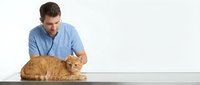 Young male veterinarian in blue scrubs examining orange tabby cat on white examination table in modern clinic for pet healthcare and medical checkup.