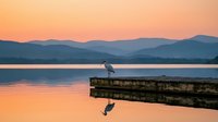 Solitary heron stands on wooden dock at peaceful mountain lake during golden sunset with perfect water reflection creating serene wilderness landscape scene.