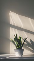 Snake plant in white pot on windowsill with dramatic sunlight and shadows creating geometric patterns on wall for modern interior design.
