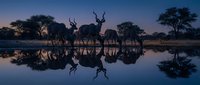 African safari wildlife scene with kudu antelopes drinking at waterhole during golden hour sunset with perfect mirror reflections in calm water.