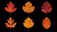 Red, orange and golden autumn maple leaves isolated on transparent background, ready for fall designs, t-shirt prints, stickers, clipart and seasonal print-on-demand projects.