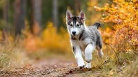 Siberian husky puppy running through autumn forest with vibrant orange foliage. Playful young dog enjoying outdoor adventure in fall season.