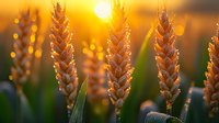Golden wheat ears in warm sunset light with bokeh effect and dew drops on stalks, agricultural field during harvest season creates natural organic backdrop.