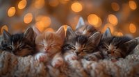 Four adorable kittens sleeping together on soft knitted blanket with warm golden bokeh lights in background.