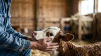 Farmer in blue plaid shirt gently holding young goat kid in rustic barn setting, showcasing agricultural care and livestock management for farming content.