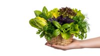 Fresh mixed salad greens and herbs in wicker basket held by hand on white background, organic leafy vegetables for healthy cooking and nutrition.