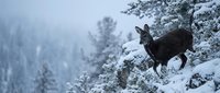 Dark deer standing on snowy rocky terrain in misty winter forest landscape with evergreen trees covered in fresh snow creating moody atmospheric scene.