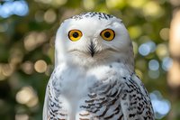 Snowy owl with bright yellow eyes and white feathers with black markings against blurred natural background. Wildlife bird portrait for nature photography projects.
