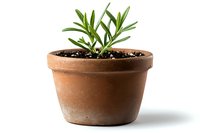 Young rosemary herb growing in traditional terracotta clay pot with soil against white background, isolated gardening and culinary concept.