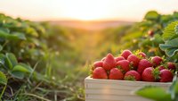 Fresh ripe strawberries in wooden crate at organic farm during golden hour sunset. Agricultural harvest concept for healthy eating and farming.