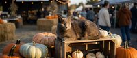 Adorable tabby cat sitting among autumn pumpkins at festive fall market with warm string lights creating cozy seasonal atmosphere for harvest celebrations.