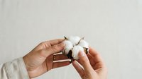 Hand holding a delicate white cotton flower with fluffy petals against a neutral background, suitable for natural beauty, wellness, and organic product marketing.