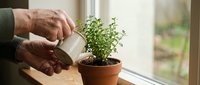 Mature man with light skin tone watering small potted herb plant by window with metal watering can, indoor gardening and plant care.