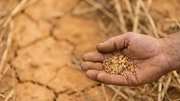 Farmer's hand holding harvested grain seeds over dry soil field with straw, agricultural crop production and farming concept.