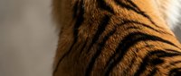 Close-up of tiger fur showing distinctive orange and black striped pattern with fine detail texture for wildlife and nature photography projects.